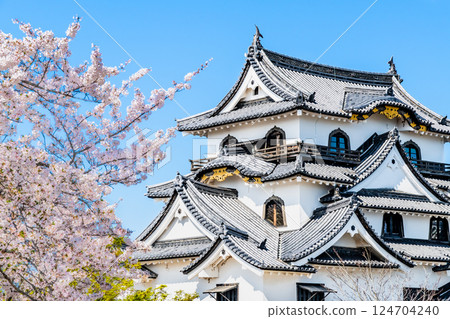 滋賀彥根城:天守閣與盛開的櫻花 滋賀彥根城:天守閣與盛開的櫻花 124704240