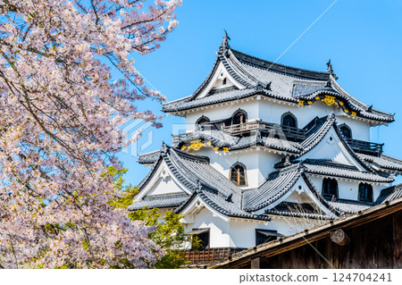滋賀彥根城:天守閣與盛開的櫻花 滋賀彥根城:天守閣與盛開的櫻花 124704241
