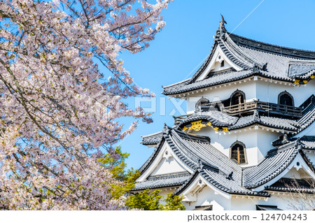 Shiga Hikone Castle: castle tower and cherry blossoms in full bloom 124704243