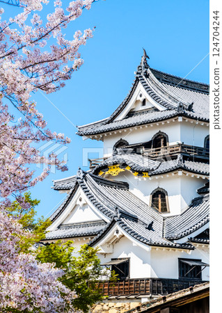 Shiga Hikone Castle: castle tower and cherry blossoms in full bloom 124704244