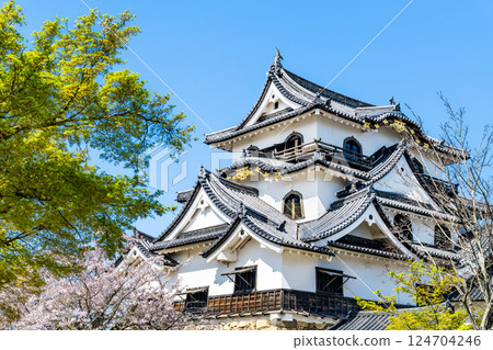 滋賀彥根城:天守閣與盛開的櫻花 滋賀彥根城:天守閣與盛開的櫻花 124704246