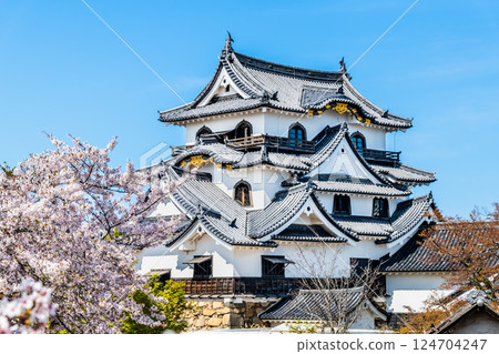 滋賀彥根城：天守閣與盛開的櫻花 124704247