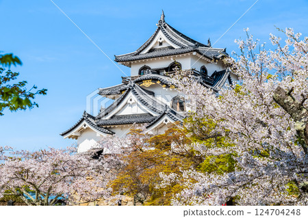 滋賀彥根城：天守閣與盛開的櫻花 124704248