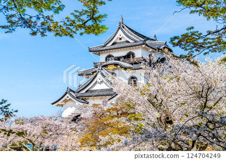 滋賀彥根城:天守閣與盛開的櫻花 滋賀彥根城:天守閣與盛開的櫻花 124704249