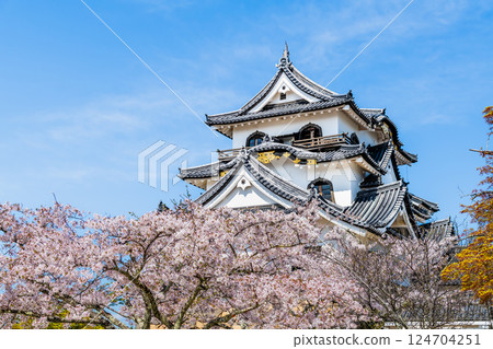 Shiga Hikone Castle: castle tower and cherry blossoms in full bloom 124704251