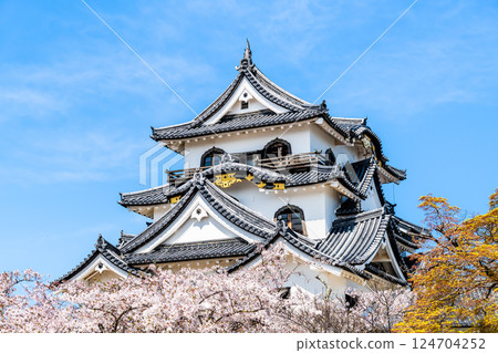 滋賀彥根城：天守閣與盛開的櫻花 124704252