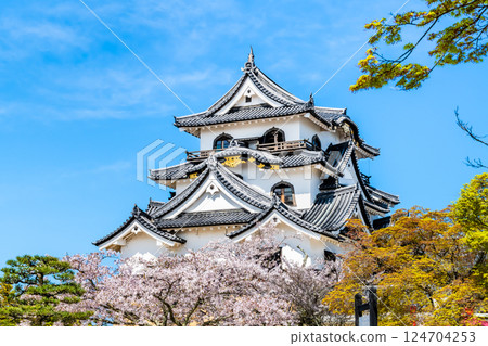 Shiga Hikone Castle: castle tower and cherry blossoms in full bloom Shiga Hikone Castle: castle tower and cherry blossoms in full bloom 124704253