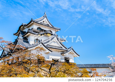 滋賀彥根城:天守閣與盛開的櫻花 滋賀彥根城:天守閣與盛開的櫻花 124704256