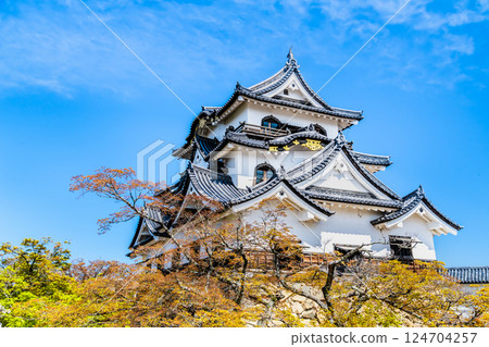 Shiga Hikone Castle: castle tower and cherry blossoms in full bloom 124704257