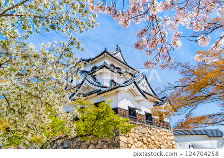 Shiga Hikone Castle: castle tower and cherry blossoms in full bloom 124704258
