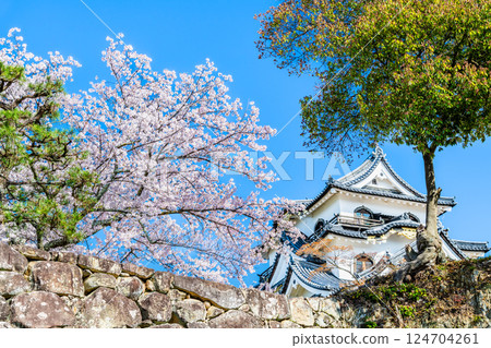 滋賀彥根城：天守閣與盛開的櫻花 124704261