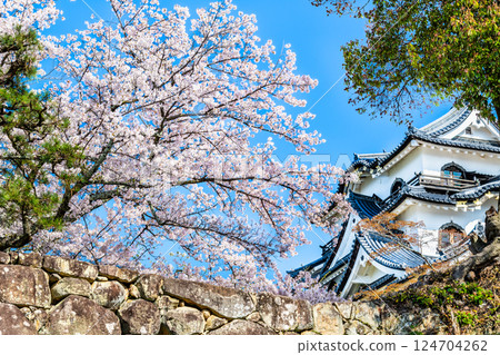 滋賀彥根城：天守閣與盛開的櫻花 124704262