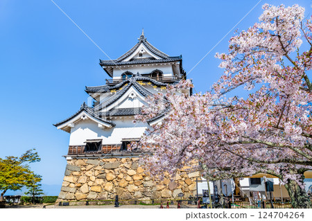 Shiga Hikone Castle: castle tower and cherry blossoms in full bloom 124704264