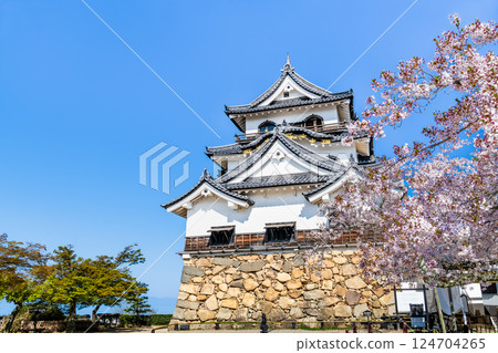 滋賀彥根城:天守閣與盛開的櫻花 滋賀彥根城:天守閣與盛開的櫻花 124704265