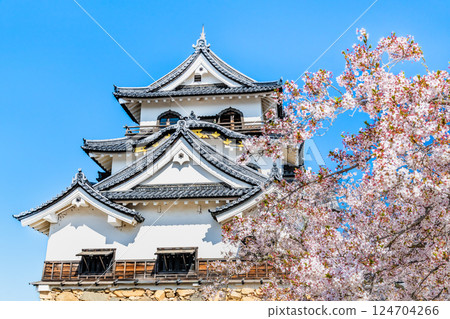 Shiga Hikone Castle: castle tower and cherry blossoms in full bloom 124704266