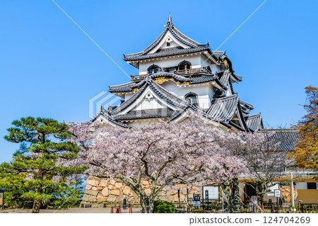 滋賀彥根城:天守閣與盛開的櫻花 滋賀彥根城:天守閣與盛開的櫻花 124704269