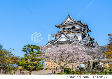 滋賀彥根城:天守閣與盛開的櫻花 滋賀彥根城:天守閣與盛開的櫻花 124704270