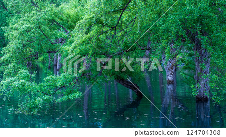 Submerged forest of Shirakawa lake 124704308