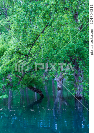 Submerged forest of Shirakawa lake Submerged forest of Shirakawa lake 124704311