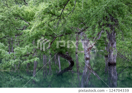 Submerged forest of Shirakawa lake Submerged forest of Shirakawa lake 124704339
