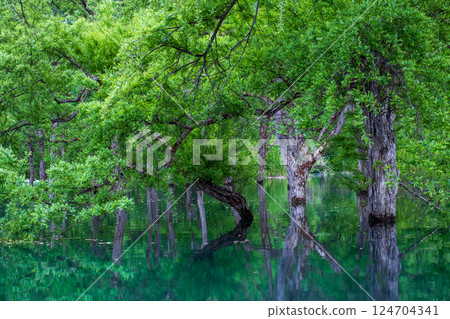 Submerged forest of Shirakawa lake 124704341