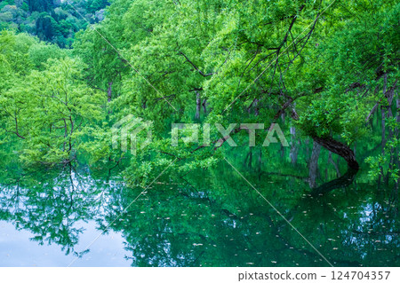 Submerged forest of Shirakawa lake Submerged forest of Shirakawa lake 124704357