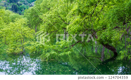 Submerged forest of Shirakawa lake 124704359