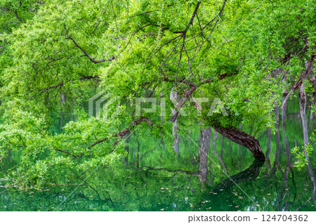 Submerged forest of Shirakawa lake 124704362