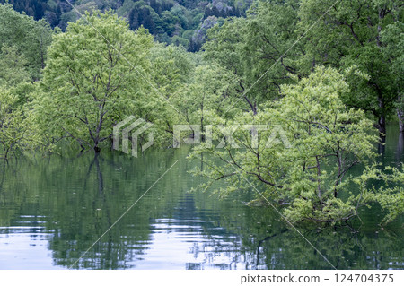 Submerged forest of Shirakawa lake 124704375