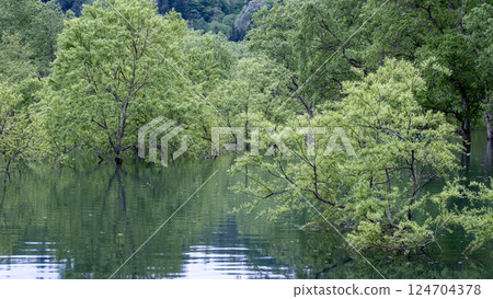 Submerged forest of Shirakawa lake Submerged forest of Shirakawa lake 124704378