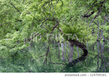 白川湖被淹沒的森林 白川湖被淹沒的森林 124704381