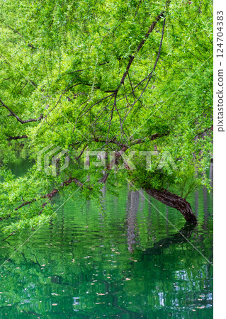 Submerged forest of Shirakawa lake Submerged forest of Shirakawa lake 124704383