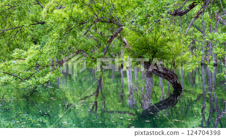 Submerged forest of Shirakawa lake 124704398