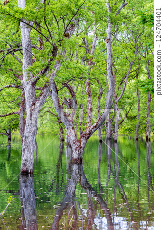 Submerged forest of Shirakawa lake 124704401