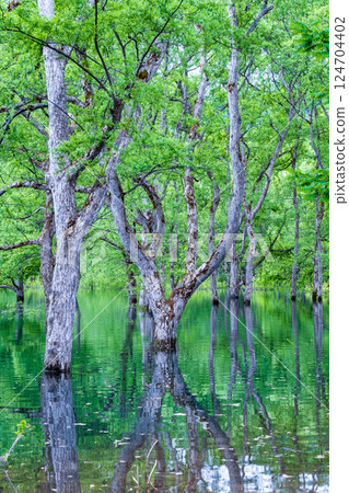 白川湖被淹沒的森林 白川湖被淹沒的森林 124704402