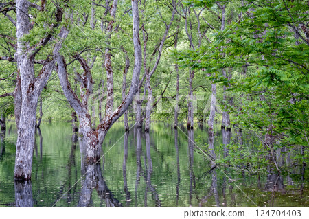 白川湖被淹沒的森林 124704403