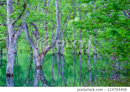 Submerged forest of Shirakawa lake 124704406