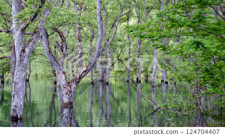 白川湖被淹沒的森林 124704407