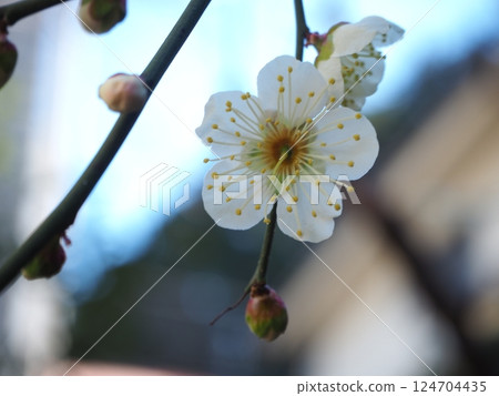 Plum blossom Plum blossom 124704435
