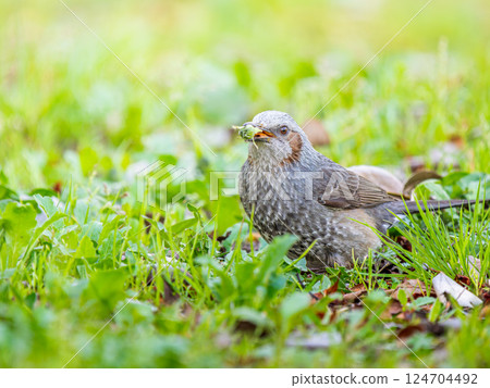 Bulbul walking on the ground 124704492