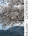 Somei-Yoshino cherry blossoms in full bloom with the Tanzawa mountains in the background 124704540