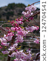 Double cherry blossoms waiting to bloom at the Yamakita Cherry Blossom Festival 124704541