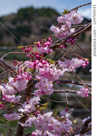 Double cherry blossoms waiting to bloom at the Yamakita Cherry Blossom Festival 124704541