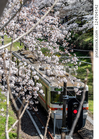 A Gotemba Line train running under cherry blossoms in full bloom 124704542