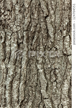 Tree skin shape [background material] 124704551
