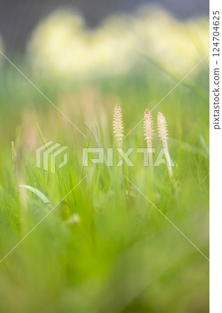 Horsetail growing in the spring light - an image of spring colors 124704625