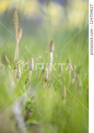 Horsetail growing in the spring light - an image of spring colors Horsetail growing in the spring light - an image of spring colors 124704627