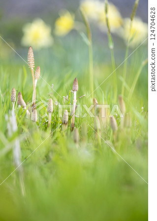 Horsetail growing in the spring light - an image of spring colors 124704628