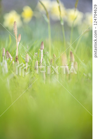Horsetail growing in the spring light - an image of spring colors Horsetail growing in the spring light - an image of spring colors 124704629