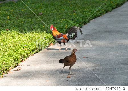 Two chickens on the walkway, in the garden 124704640